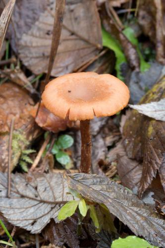 smeťovka zimná / kržatka Romagnesiho