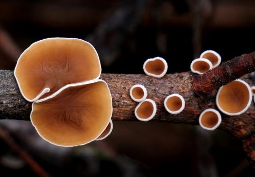 škľabka plstnatá / mušlovka plstnatá