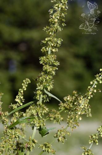 štiav tupolistý pravý