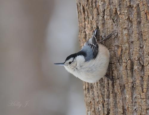 White-Breasted Nuthatch