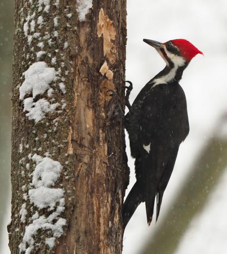 Pileated Woodpecker