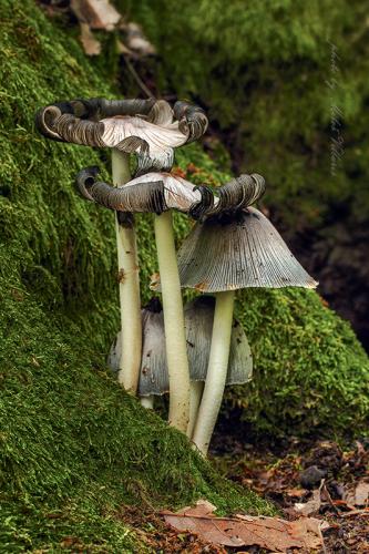 hnojník striebristý