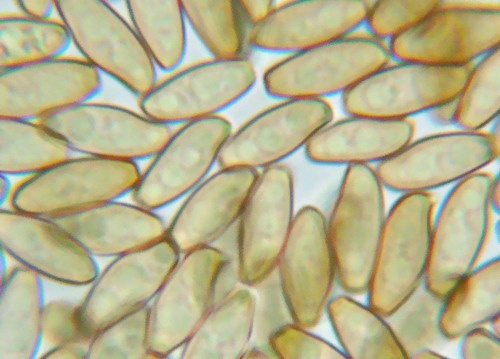 suchohríb uťatovýtrusný / hřib uťatovýtrusý