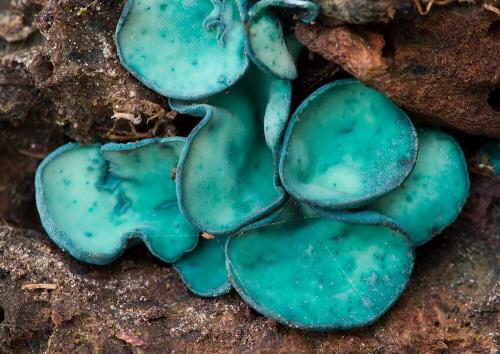 zelenica obyčajná / zelenitka buková