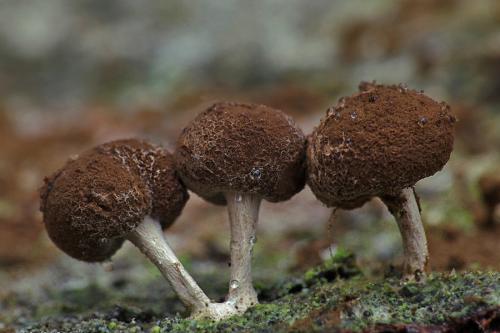 hlavička kôrová / prachovečník bukový