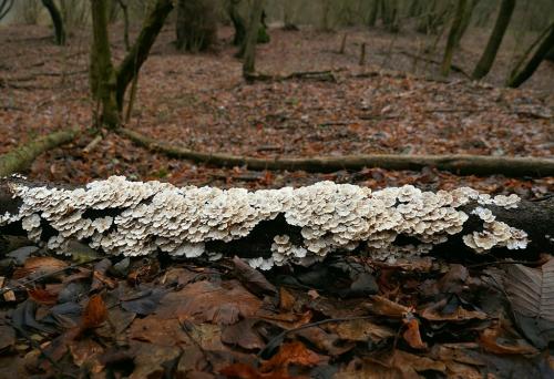 mäkkúšik kučeravý / měkkouš kadeřavý