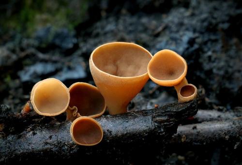 terčovka vráskavejúca / terčka žilnatá