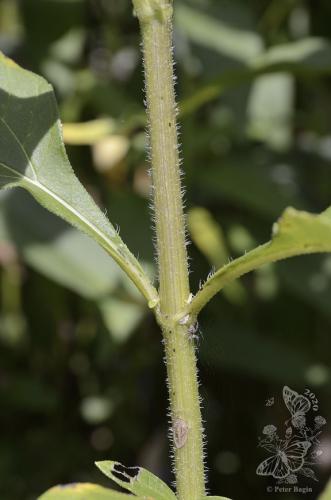 slnečnica hľuznatá