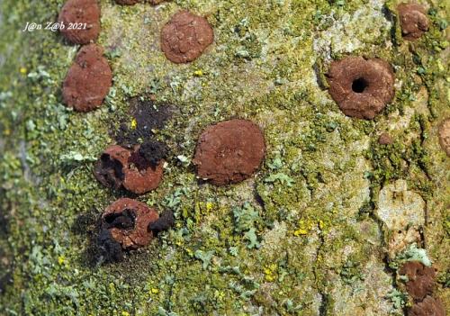 drevovček hnedý / dřevomor hnědý