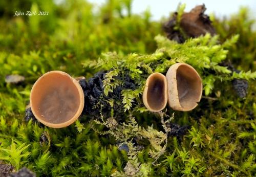 jahňadka liesková / jehnědka lísková