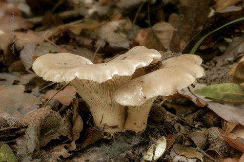 hliva lievikovitá / hlíva nálevkovitá