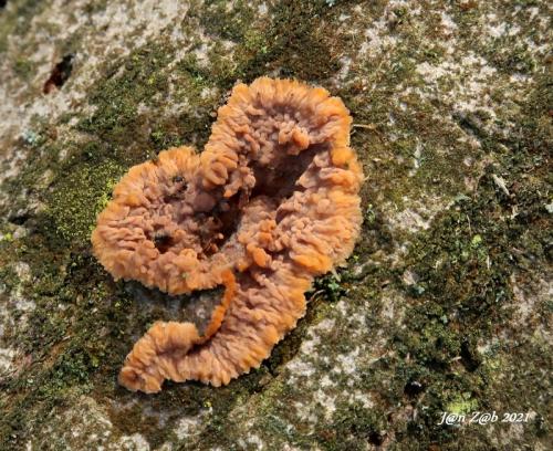 žilnačka oranžová / žilnatka oranžová