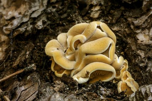 hlivník hniezdovitý / hlíva hnízdovitá