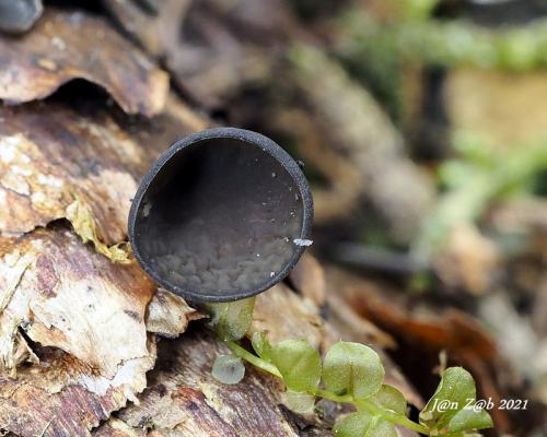 terčovka bulharská / terčka šišková