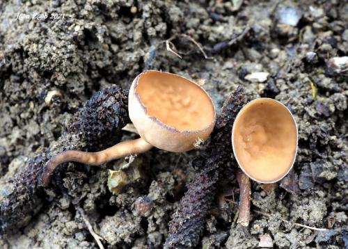 jahňadka obyčajná / jehnědka olšová