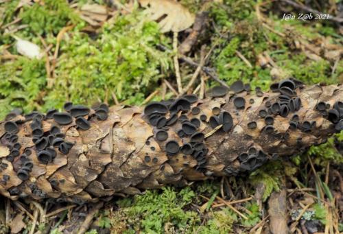 terčovka bulharská / terčka šišková