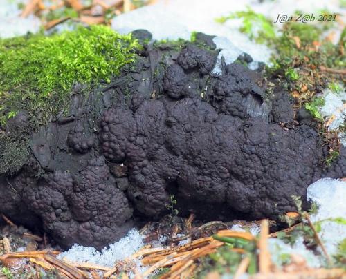 drevovček mnohotvarý / dřevomor mnohotvarý