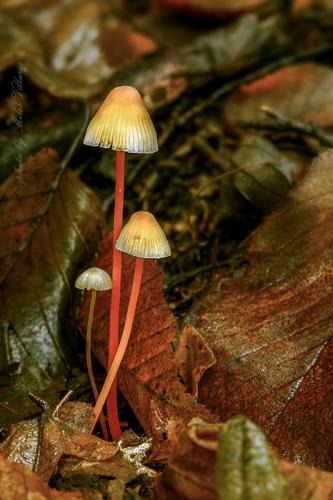 prilbička šafránová / helmovka šafránová