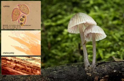 prilbička červenoobrúbená / helmovka červenobřitká