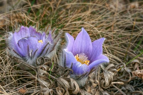 poniklec veľkokvetý