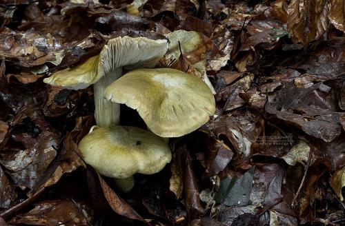 čírovka hnedá / čirůvka hnědá