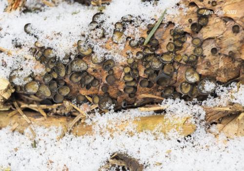 terčovka bulharská / terčka šišková