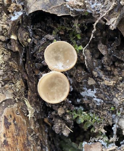 jahňadka obyčajná / jehnědka olšová