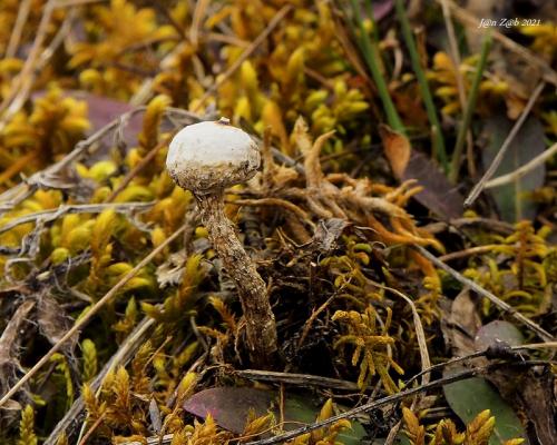 stopkovec zimný / palečka zimní