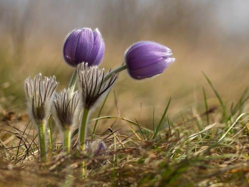 poniklec veľkokvetý