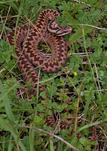 vretenica severná