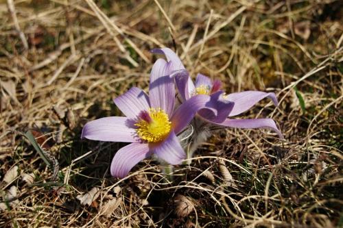 poniklec veľkokvetý