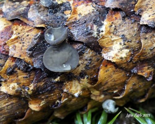 terčovka bulharská / terčka šišková