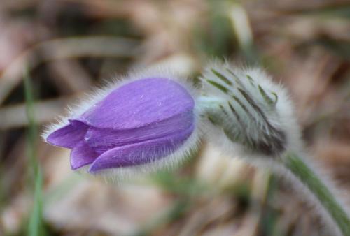 poniklec veľkokvetý