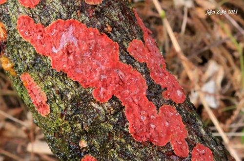 kožnačka červená / kožovka purpurová