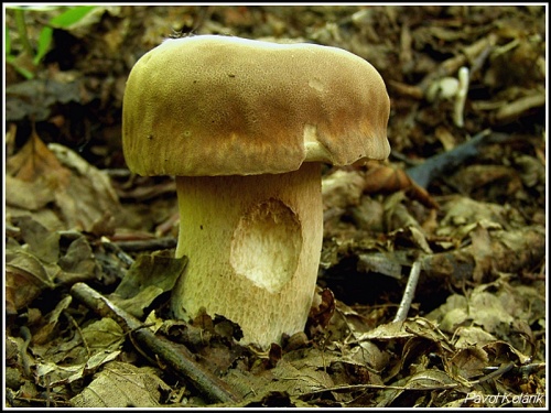 hríb dubový /hřib dubový