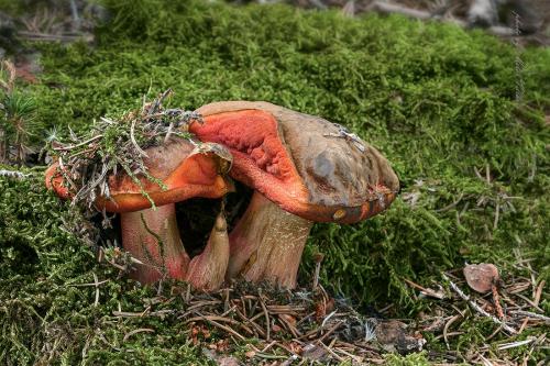 hríb zrnitohlúbikový / hřib kovář