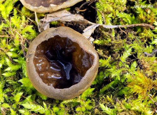 misovka žilkovaná / terčovnice síťnatá