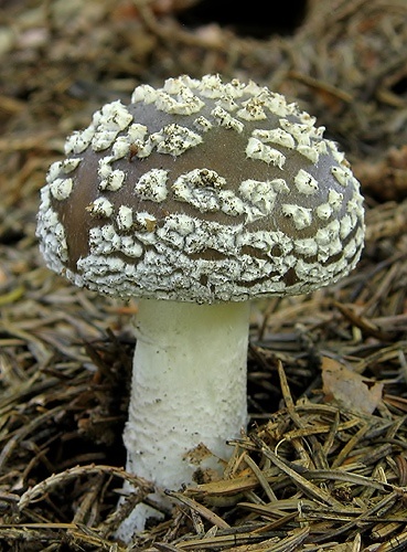 muchotrávka hrubá / muchomůrka šedivka