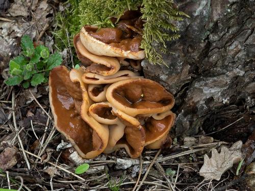 misovka žilkovaná / terčovnice síťnatá