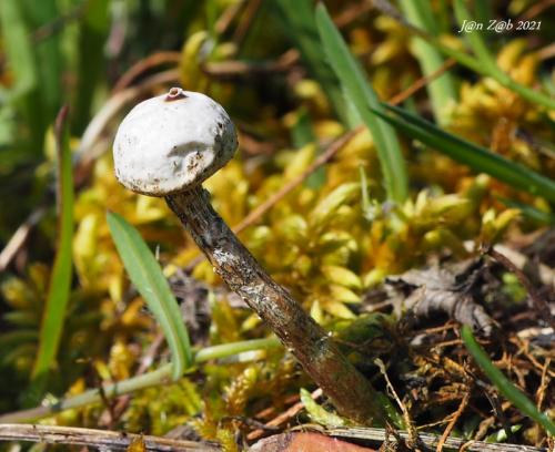 stopkovec zimný / palečka zimní