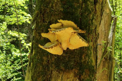 trúdnik šupinatý / choroš šupinatý