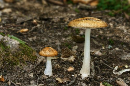 zamatka koreňujúca / penízovka kořenující