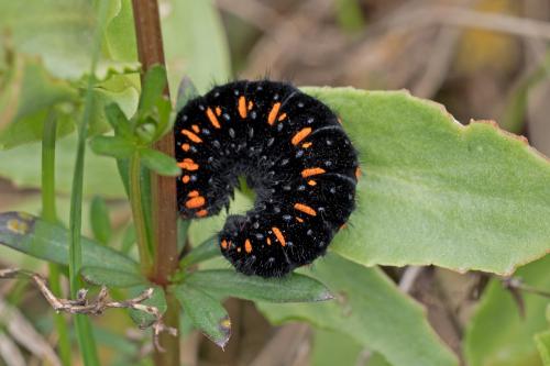 jasoň červenooký