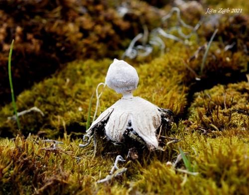 hviezdovka golierikovitá / hvězdovka límečková