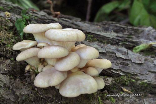 hliva buková / hlíva plicní