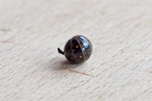 armadillidium sp.