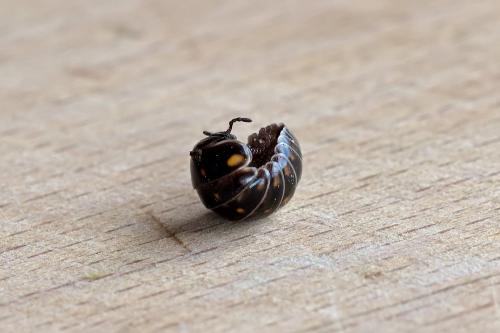 armadillidium sp.