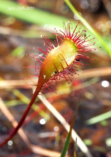 rosička obrátenovajcovitá