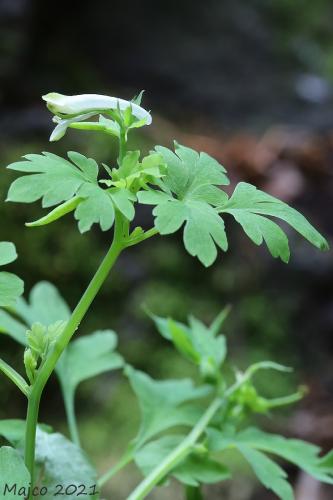 chochlačka žltobiela