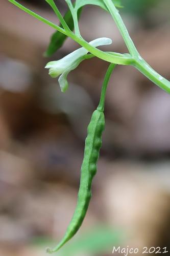 chochlačka žltobiela